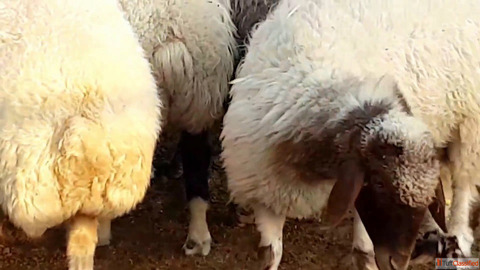Awassi and Gissar Fat tail sheep for sale Awassi and Gissar Fat tail sheep for sale