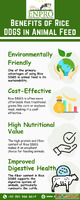Benefits of rice ddgs in animal feed