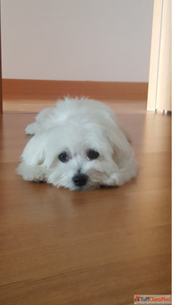 maltese puppies online