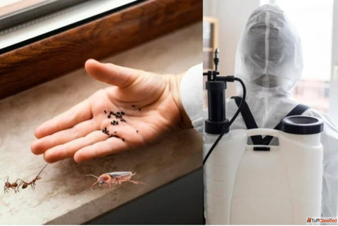 PestFree Living in Pune Starts Here Expert Pest Control Services at Your Doorstep
