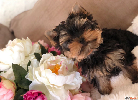 Yorkshere Terrier Puppies for Sale