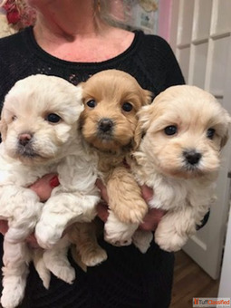Poodle puppies here for Sale