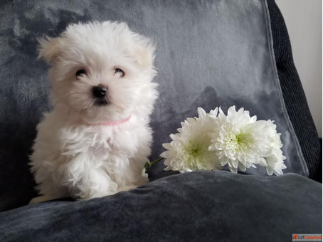 Maltese Puppies for sale