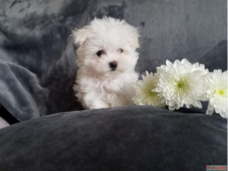 Maltese Puppies for sale