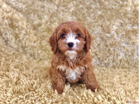 Healthy Cavapoo Puppies