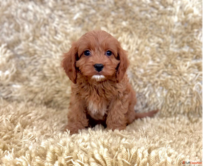 Healthy Cavapoo Puppies