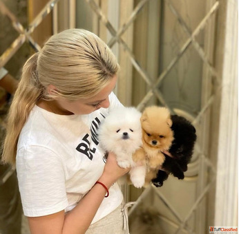 Beautiful Pomeranian puppies for good homes