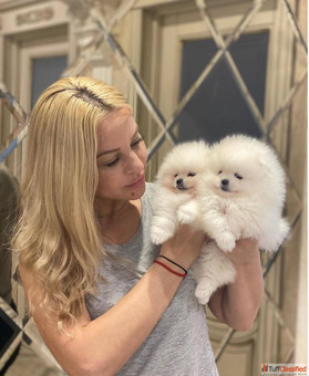 Beautiful Pomeranian puppies for good homes