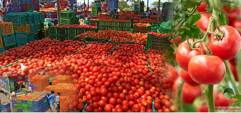 ShimlaRed Himalayan Tomato Puree A Culinary Symphony of Purity and Flavour