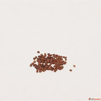 Buy The Best Oregano Seeds Online ratanshis