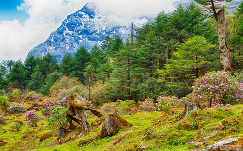 The No1 North Sikkim Travel Agency for Summer Holidays NatureWings Holidays