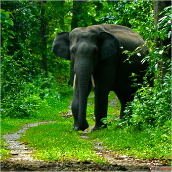 Book Dooars Tour Package from Siliguri with best Hollong Tourist Lodge Price in 2024