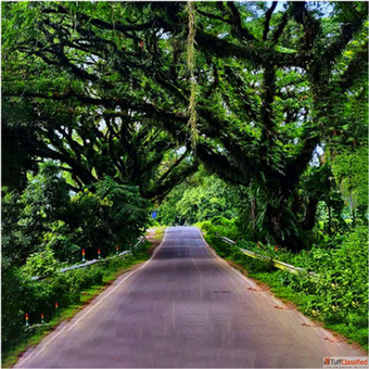 Book Dooars Tour Package from Siliguri with best Hollong Tourist Lodge Price in 2024