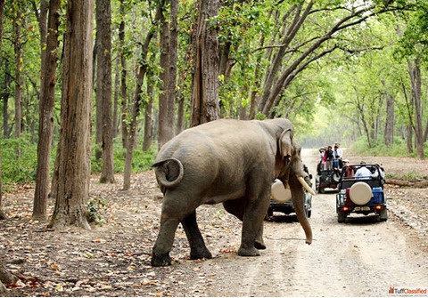 Jim Corbett Safari Booking Just 3500 Hurry Up Limited Offer