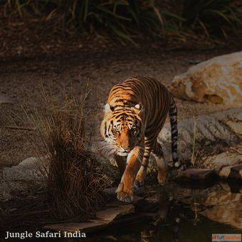 Jim Corbett Safari Booking Just 3500 Hurry Up Limited Offer