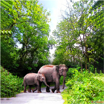 Book Dooars Tour Package from Siliguri with best Hollong Tourist Lodge Price