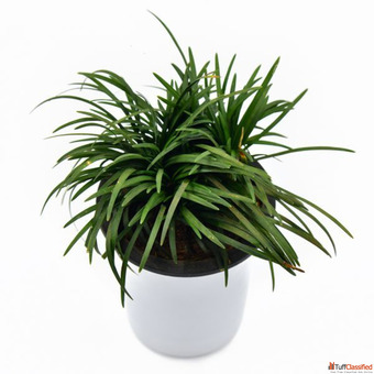 Buy Quality Plants Online Affordable Prices Ratanshis