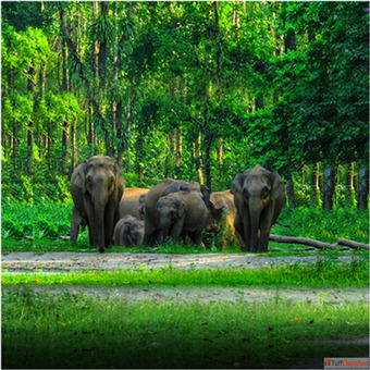 Book Dooars Package Tour from Kolkata with Best Dooars Tour Package Price