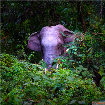 Kolkata to Dooars Package Tour at Best Price