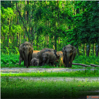 Kolkata to Dooars Package Tour at Best Price