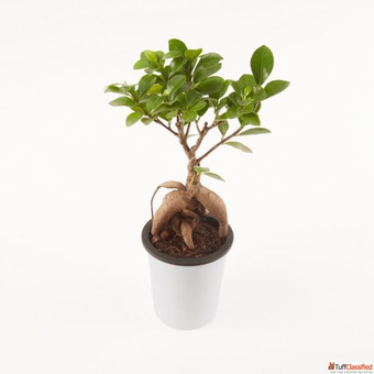 Buy the Best Ficus Bonsai Plants Ratanshis