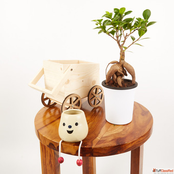 Buy the Best Ficus Bonsai Plants Ratanshis