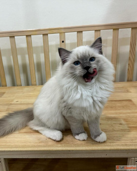 Ragdoll kitten For Adoption infokirstieragdollskittensnet