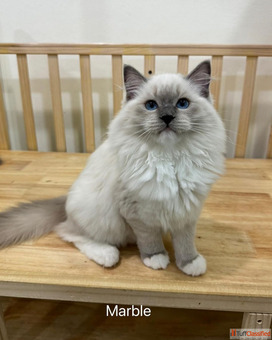 Ragdoll kitten For Adoption infokirstieragdollskittensnet