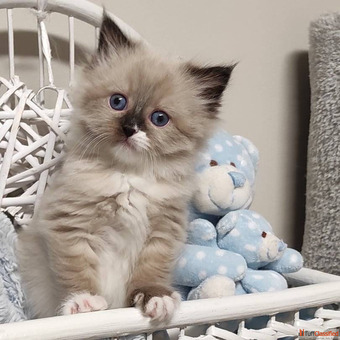 RAGDOLL KITTENS FOR SALE infokirstieragdollskittensnet