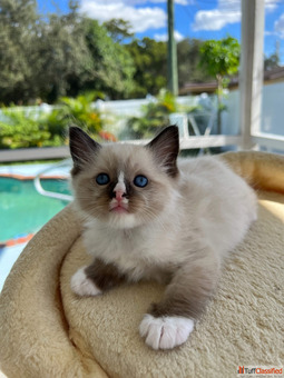 ragdoll cats for adoption near me infokirstieragdollskittensnet