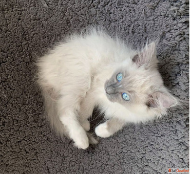 Blue Colourpoint Ragdoll kittens infokirstieragdollskittensnet