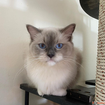 Beautiful Ragdoll kittens for sale infokirstieragdollskittensnet
