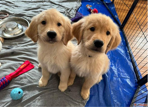 Adorable Golden Retriever Puppies Ready for Adoption goldenretrieverforsellgmailcom