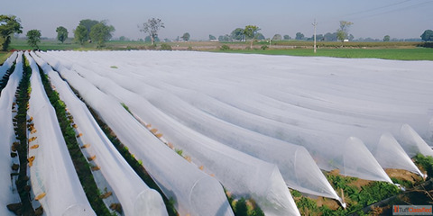 Optimize Crop Growth Superior Protection with Our Crop Cover Solutions