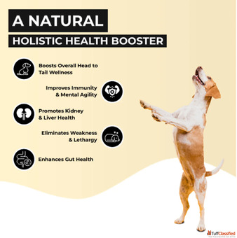 Buy Herbal Liver Tonic For Dogs and Cats