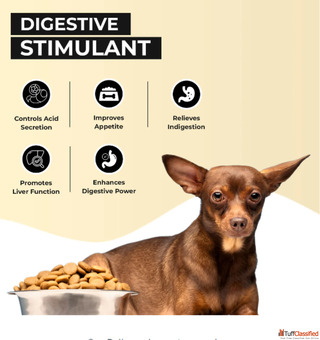 Buy Ayurvedic Digestion Syrup For Dogs and Cats