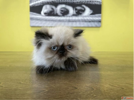 Himalayan Cat Price in Delhi