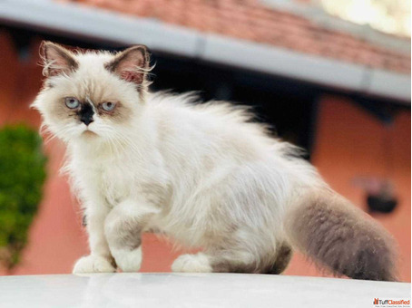Himalayan Cat Price in Delhi