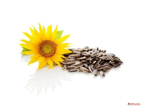 Indias Best Wholesaler and Supplier of Dry Farming Seeds