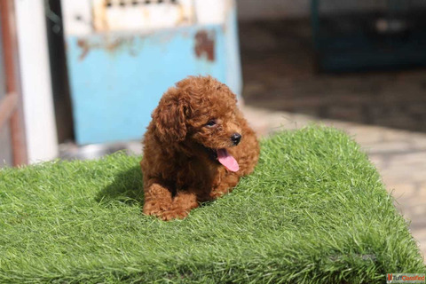 Poodle Puppies for Sale in Hyderabad