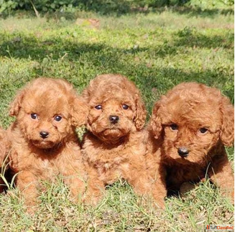 Poodle Puppies for Sale in Hyderabad