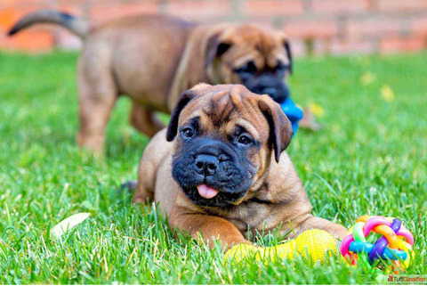 Bullmastiff Puppies for Sale in Delhi