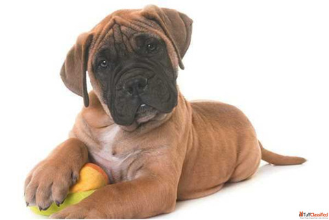 Bullmastiff Puppies for Sale in Delhi