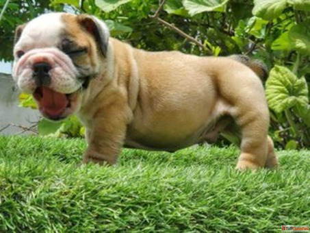 British Bulldog Puppies for Sale in Delhi