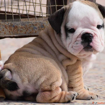 British Bulldog Puppies for Sale in Delhi