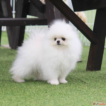 Toy Pomeranian Puppies for Sale in Lucknow