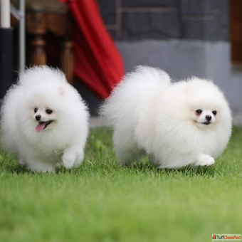 Toy Pomeranian Puppies for Sale in Lucknow