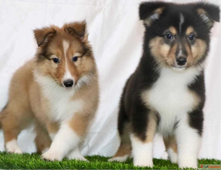 Rough Collie Puppies for Sale in Patna