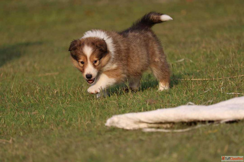 Rough Collie Puppies for Sale in Patna