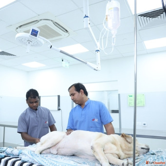 Dog Pet Care Services CGS Hospital